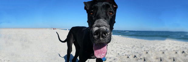 Pansy Great Dane