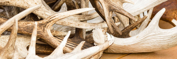 [VIDEO] How to Send us Your Antler for a Custom Ring