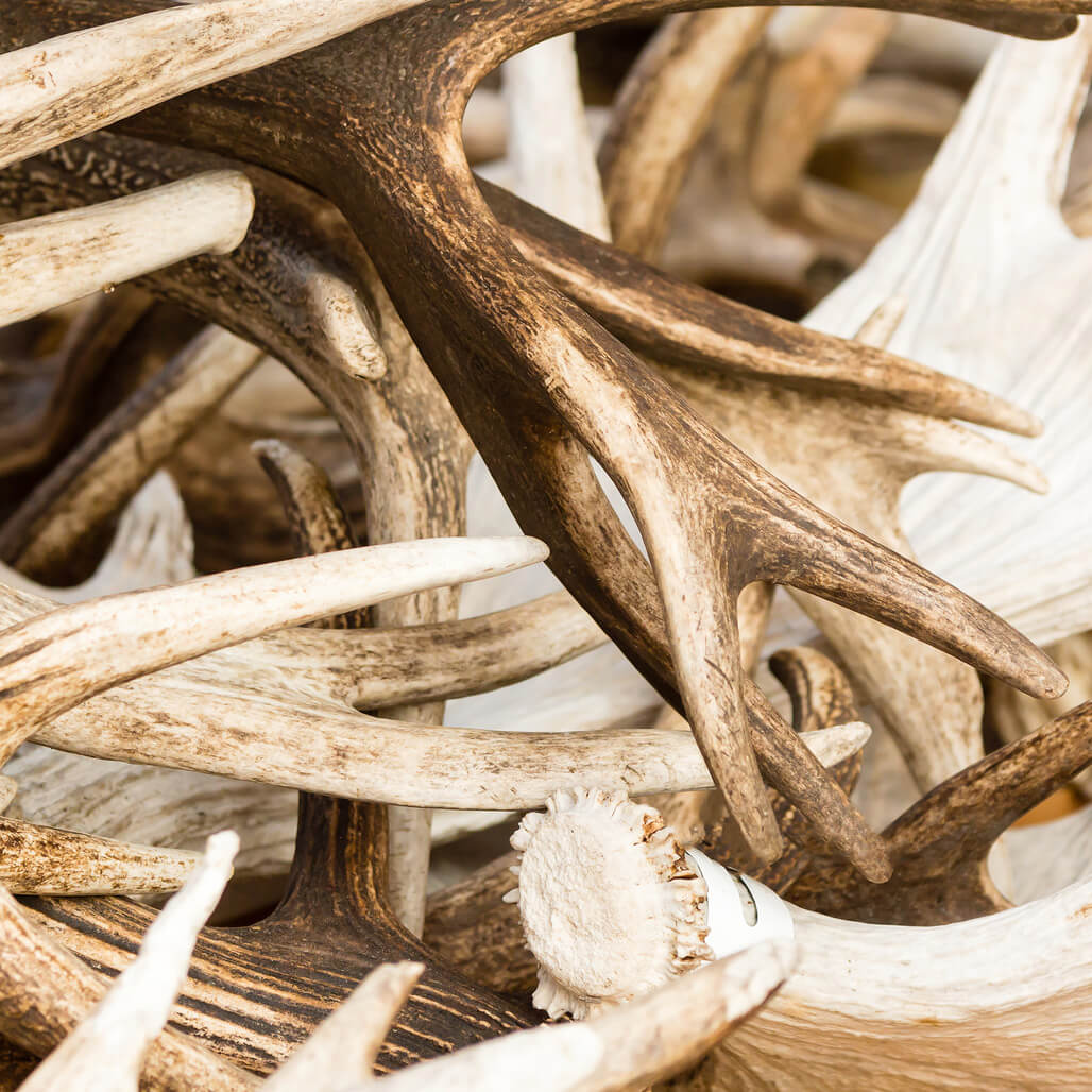 Sustainable and ethically sourced antler for jewelry pieces