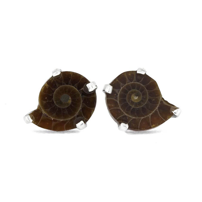 Pair of ammonite fossil earrings on a white background