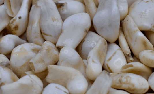 elk ivory for jewelry