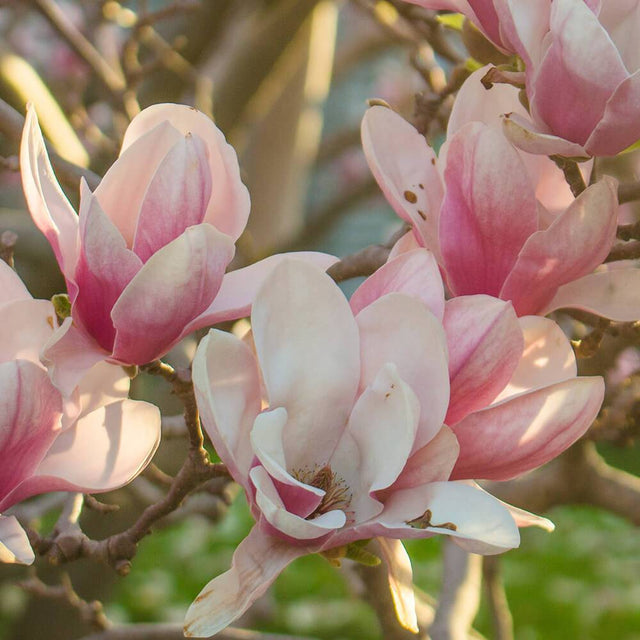 Flower petals to be used for jewelry