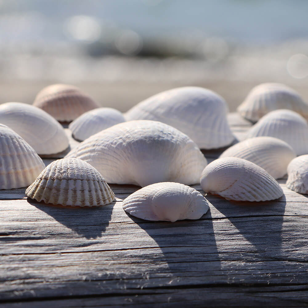 seashells for jewelry