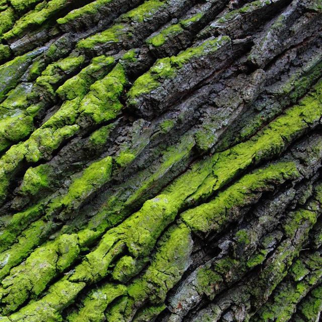 Woods to be used for jewelry.